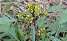  Inflorescences (Corymbose racemes)